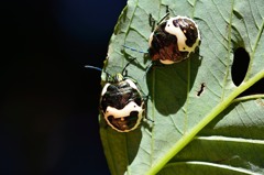アカスジキンカメムシ　再び　5齢幼虫
