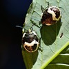 アカスジキンカメムシ　再び　5齢幼虫