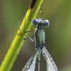 オオアオイトトンボ（♂）