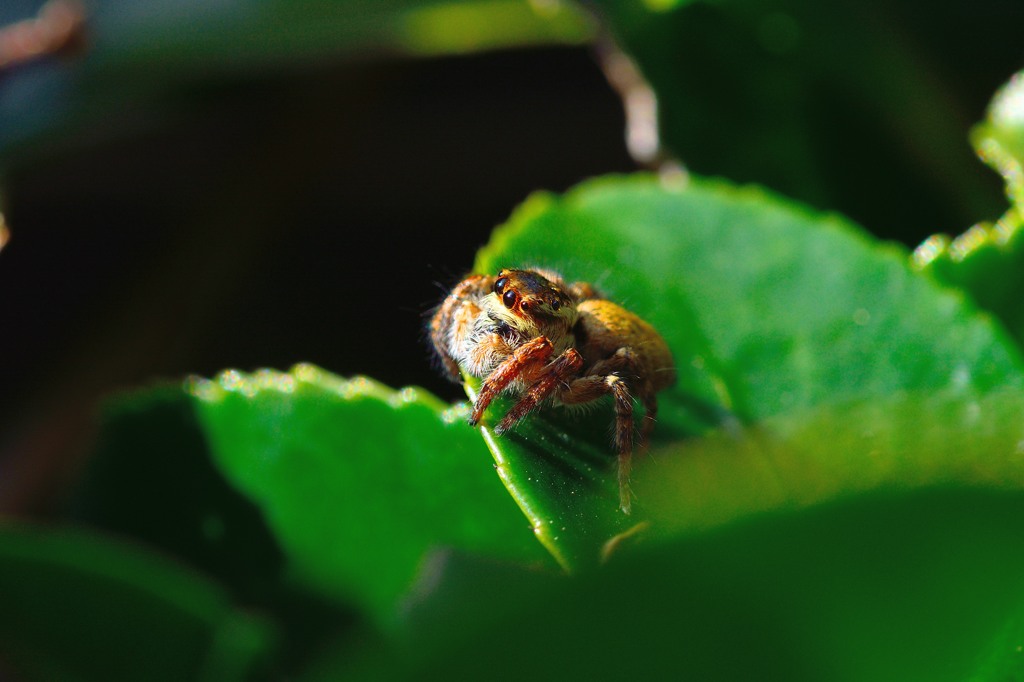 ネコハエトリ（♀）　何見てる？