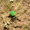 アカスジキンカメムシ