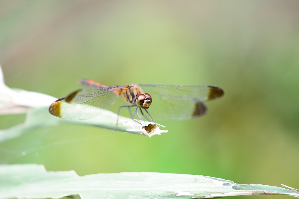 ノシメトンボ（♂）