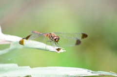 ノシメトンボ（♂）