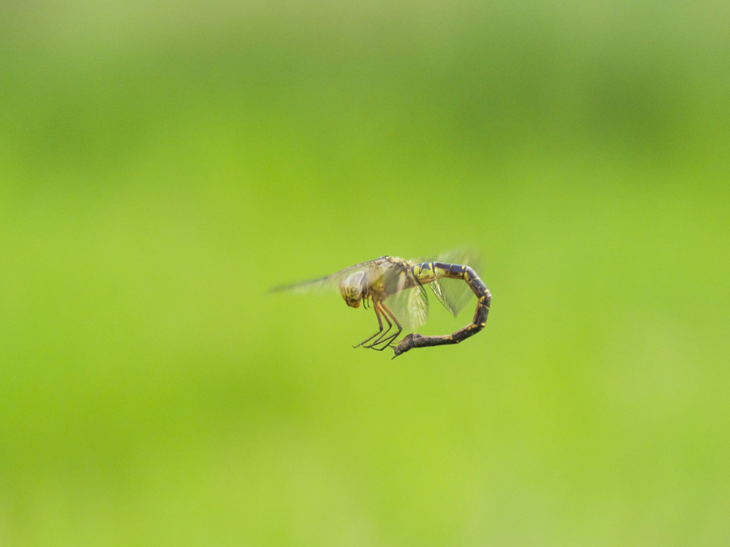 カトリヤンマ（♀） クリーニング行動