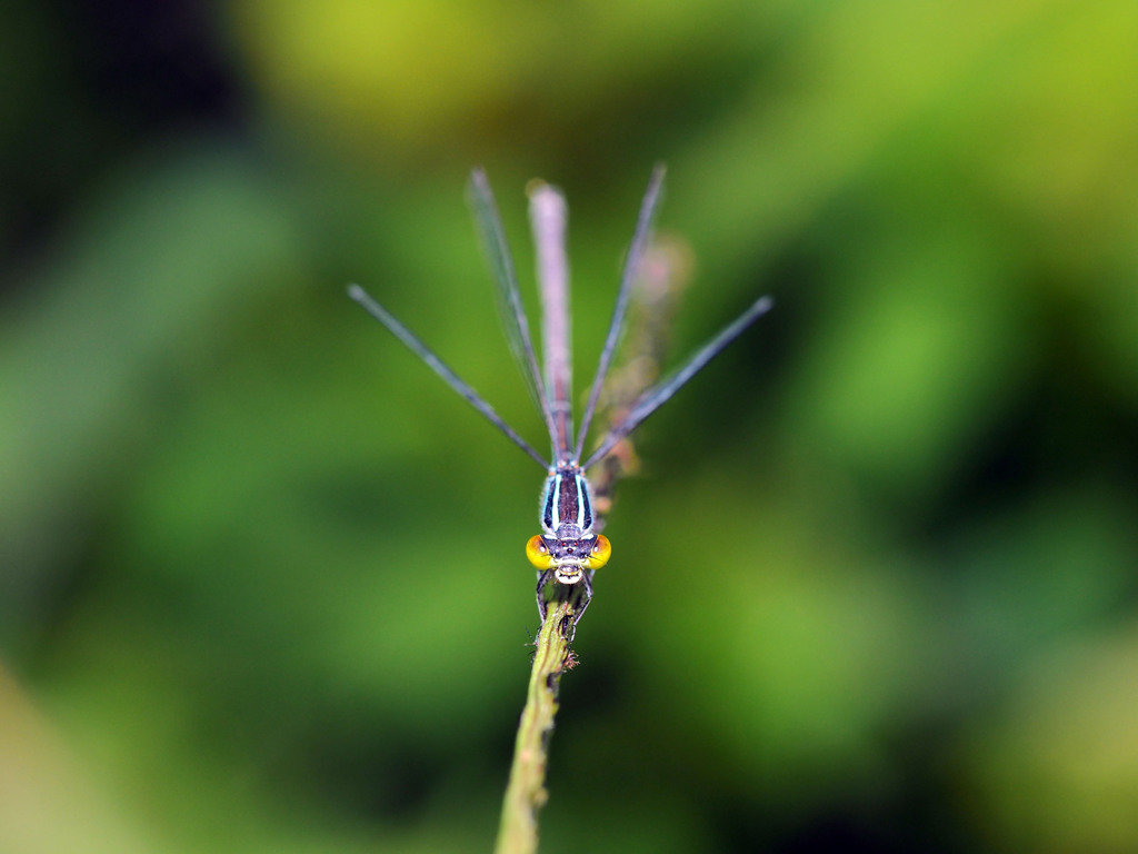 アオモンイトトンボ