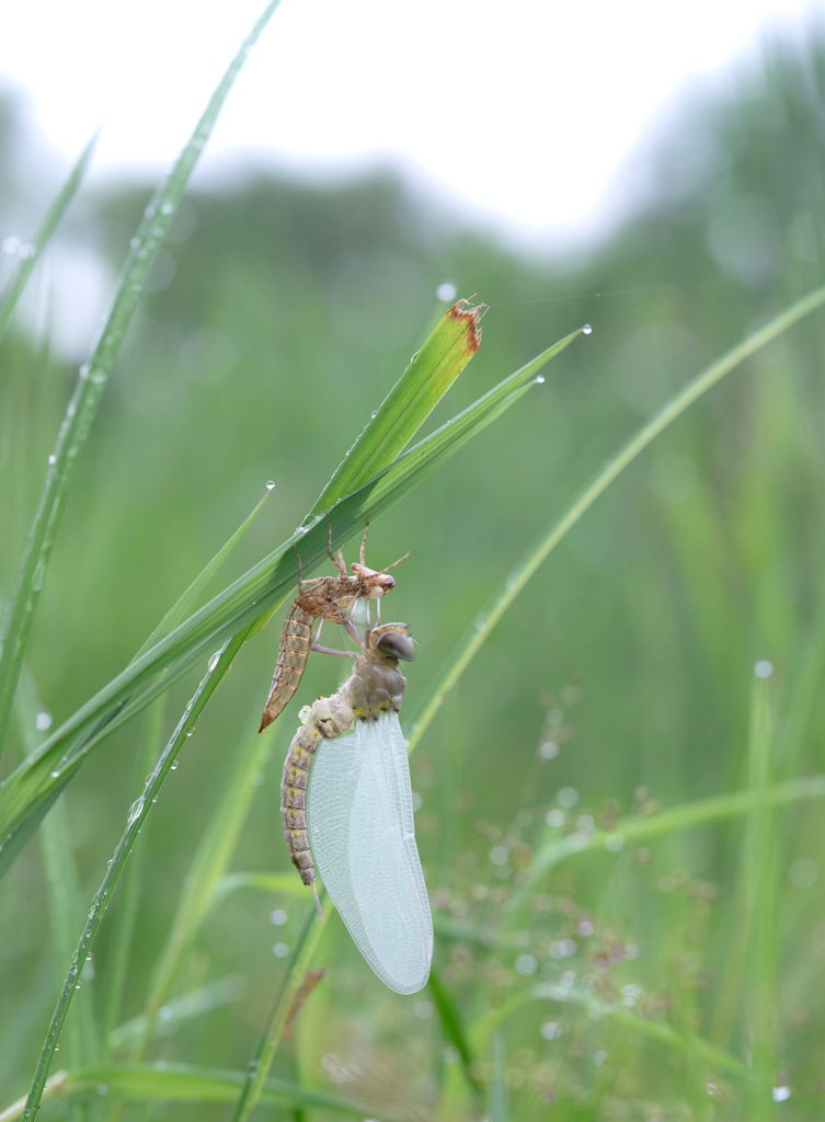 カトリヤンマ羽化-1