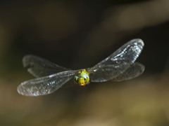 カトリヤンマ（♂）ホバリング-3