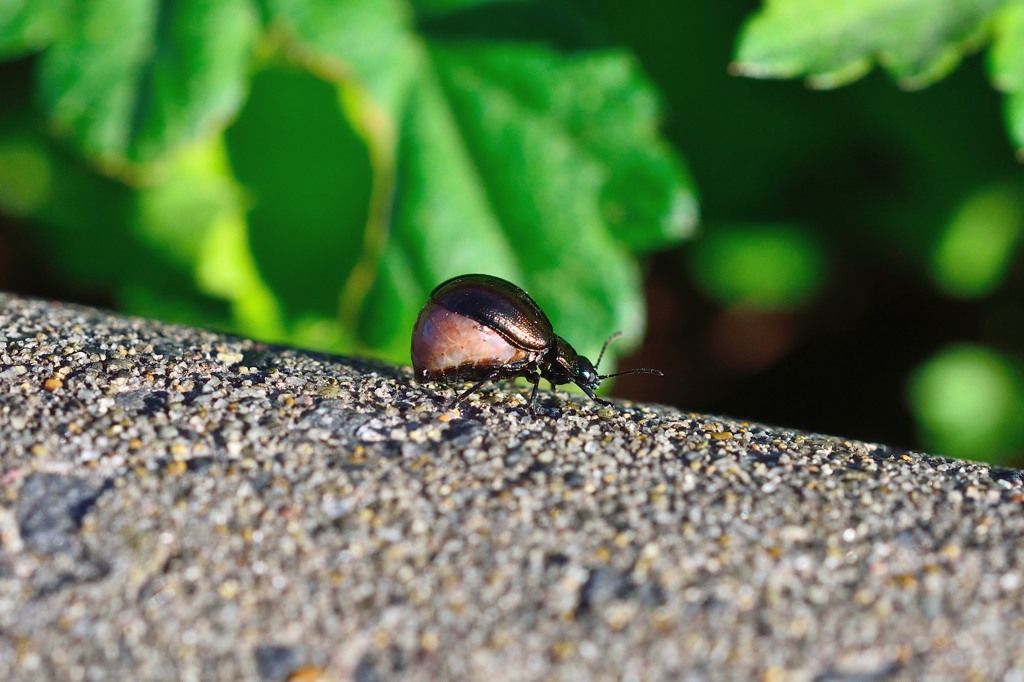 ヨモギハムシ（♀）