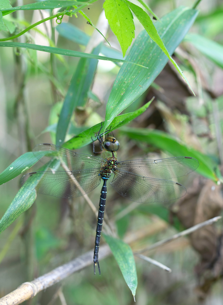 カトリヤンマ（♂）未成熟-1
