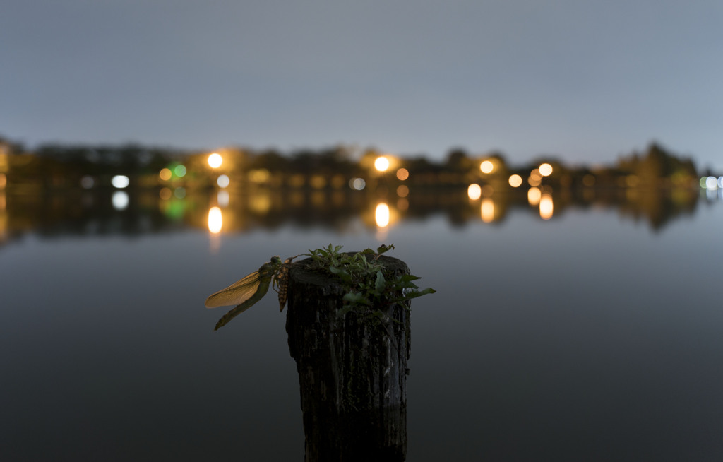 ウチワヤンマ羽化-4