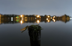 ウチワヤンマ羽化-4