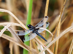 ベッコウトンボ（♂）
