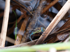 マダラヤンマ　産卵