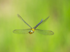 カトリヤンマ（♀）　ホバリング撮影