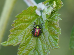 アカガネサルハムシ