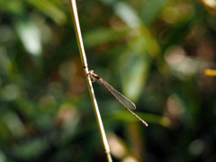 ホソミイトトンボ