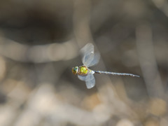 カトリヤンマ（♂）ホバリング-4
