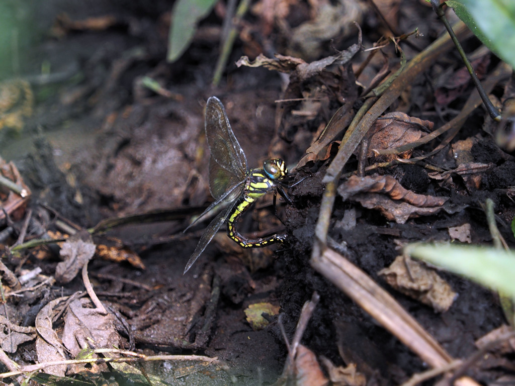 ネアカヨシヤンマ　産卵