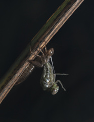 ルリボシヤンマ（♀）羽化-2　裂開直後