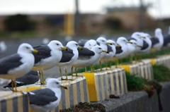 船の到着を待つ　ウミネコたち