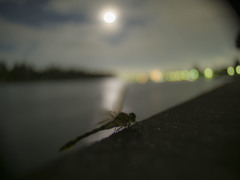 ウチワヤンマ　羽化