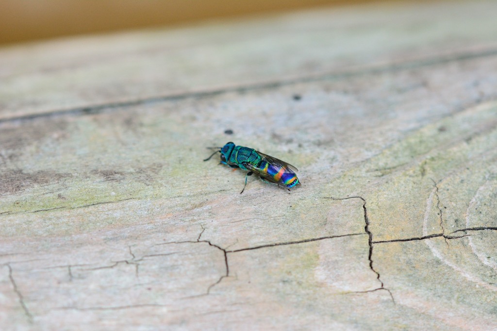 ムツバセイボウ