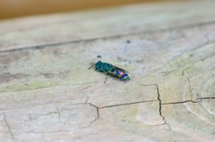 ムツバセイボウ