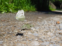 スジグロチョウ-1