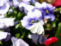 モンシロチョウ　飛翔