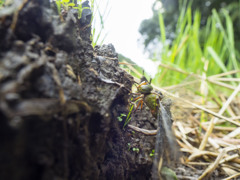 カトリヤンマ　産卵-1