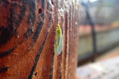 ヤマトクサカゲロウ（と思われ）