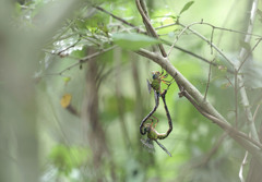 カトリヤンマ交尾態