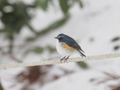 今季初　ルリビタキ