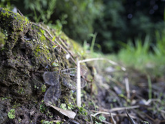 カトリヤンマ　産卵
