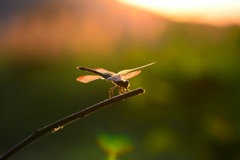 ノシメトンボ　夕刻