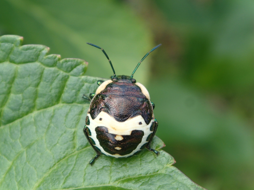アカスジキンカメムシ　最終齢