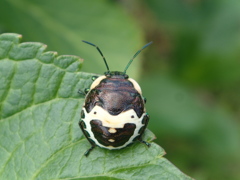 アカスジキンカメムシ　最終齢