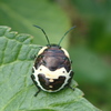 アカスジキンカメムシ　最終齢