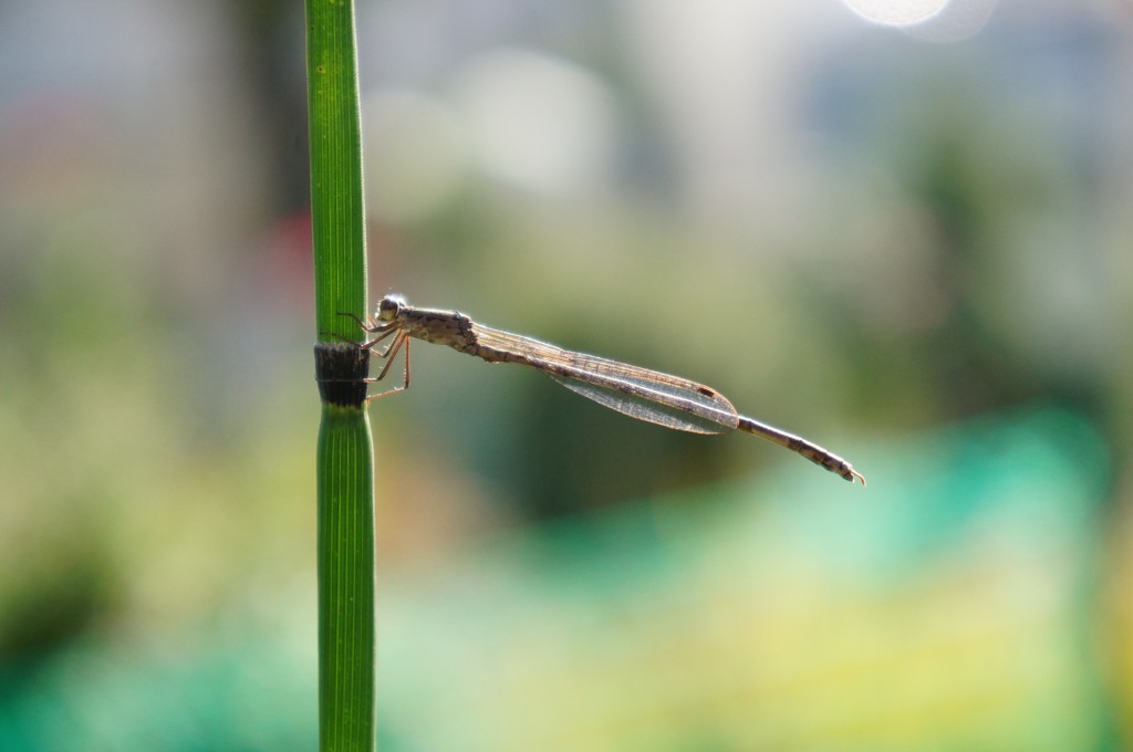 今日もいました