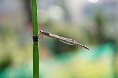 今日もいました