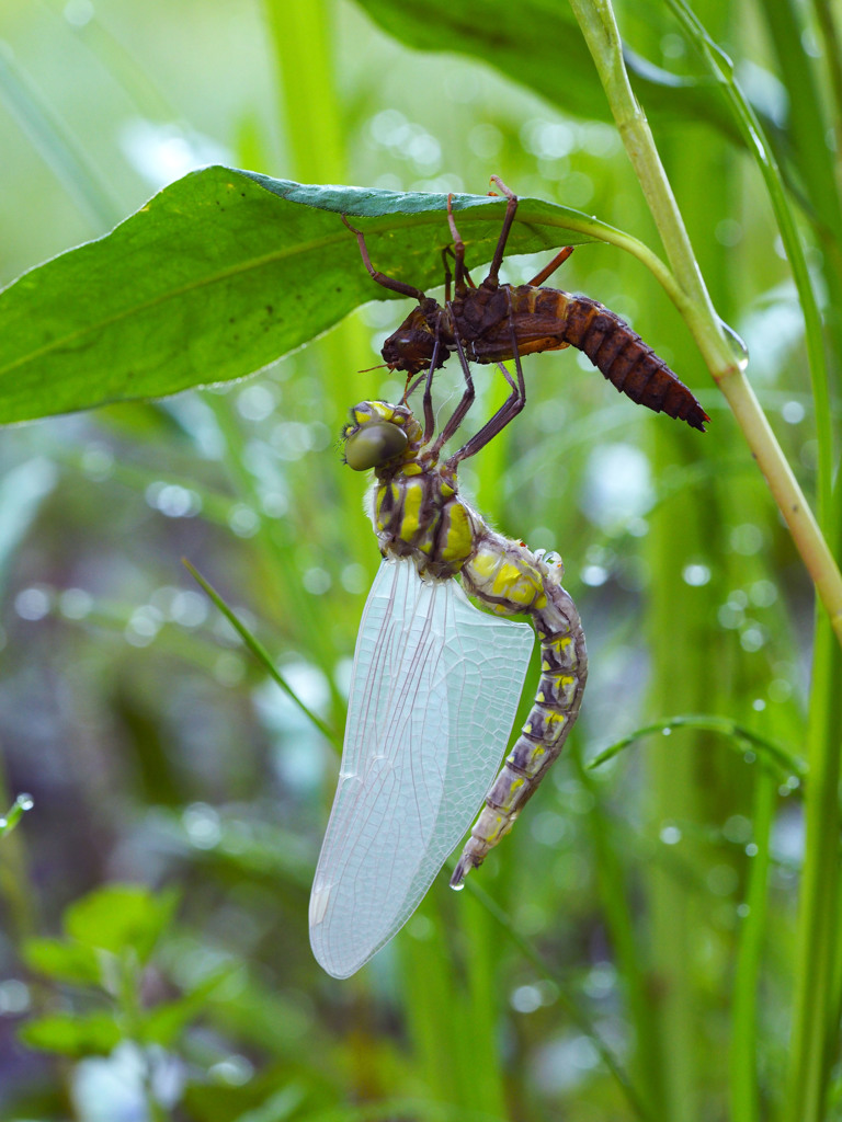 サラサヤンマの羽化