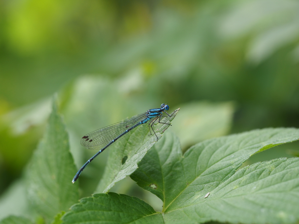 アマゴイルリトンボ