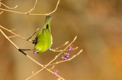 メジロ　ムラサキシキブをついばむ