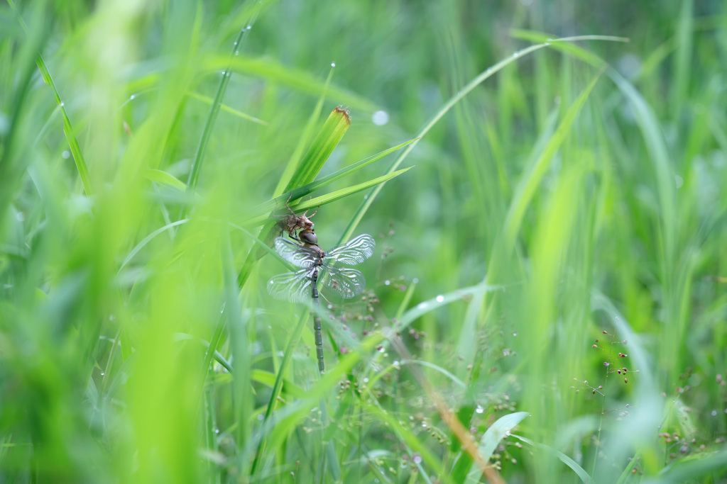 カトリヤンマ（♂）まもなく飛翔