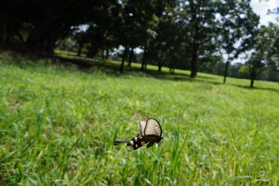 ジャコウアゲハ（♀）-3