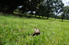 ジャコウアゲハ(♀)-3