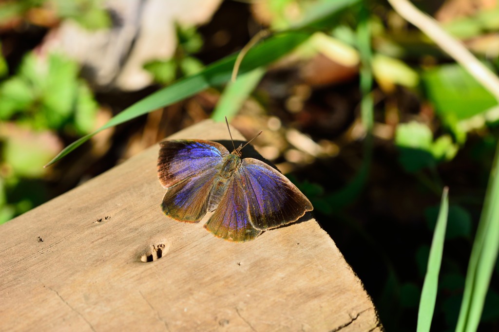 ムラサキシジミ　成虫で越冬組も活動開始