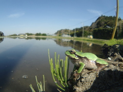 アマガエル アマガエル