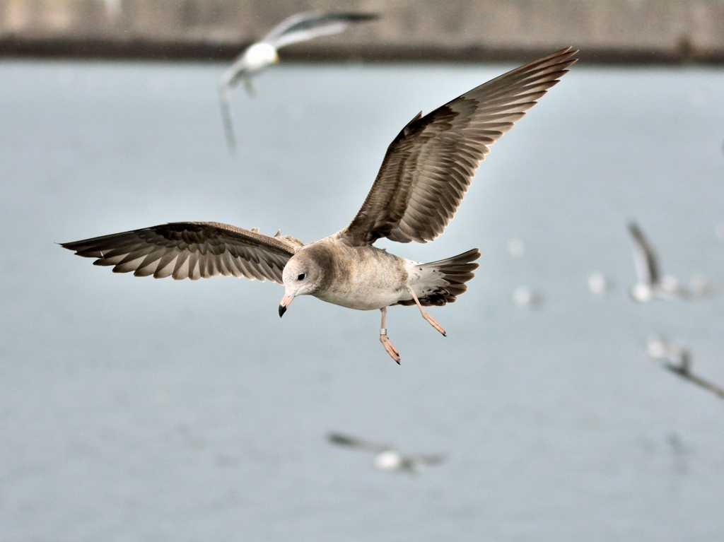 同定が難しく不明