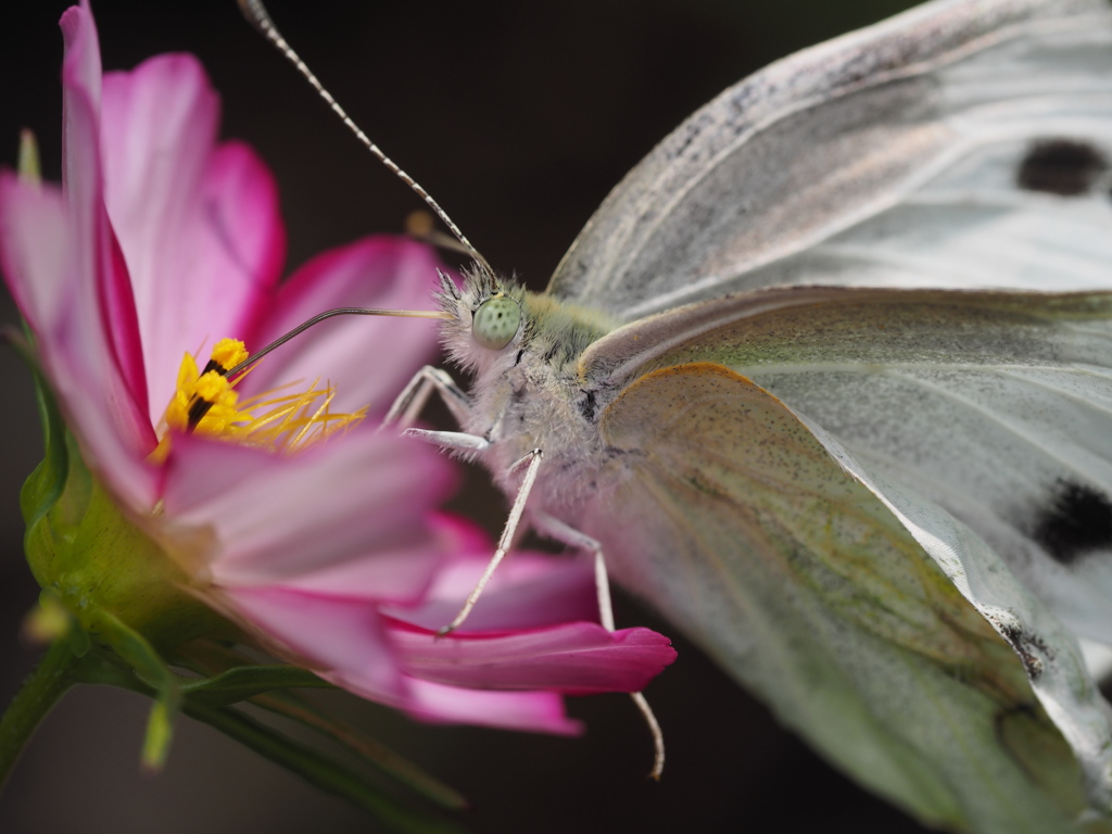 モンシロチョウ
